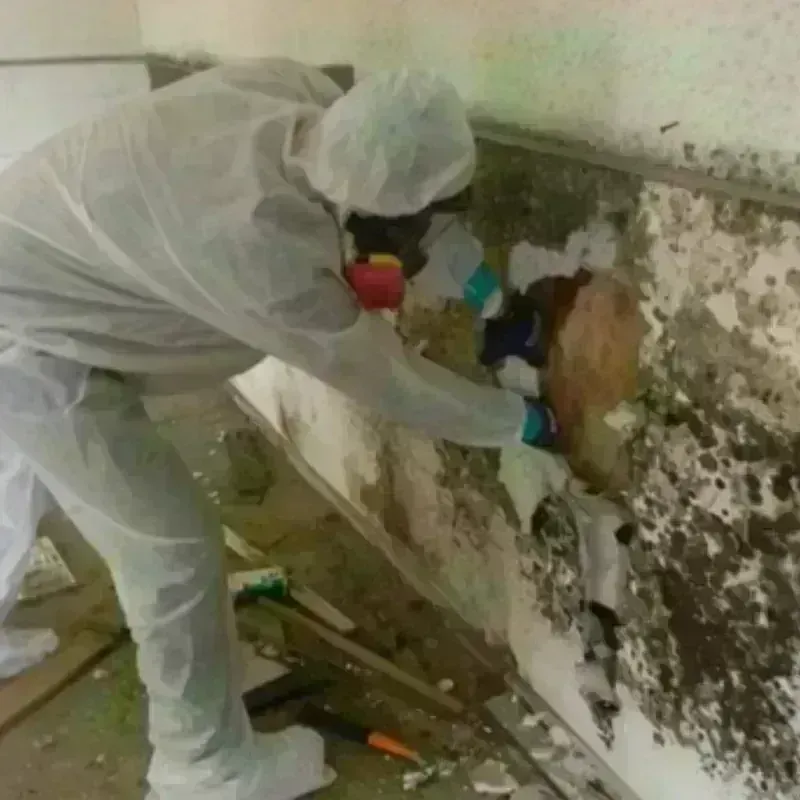 Mold Remediation and Removal in Rio Grande, NJ